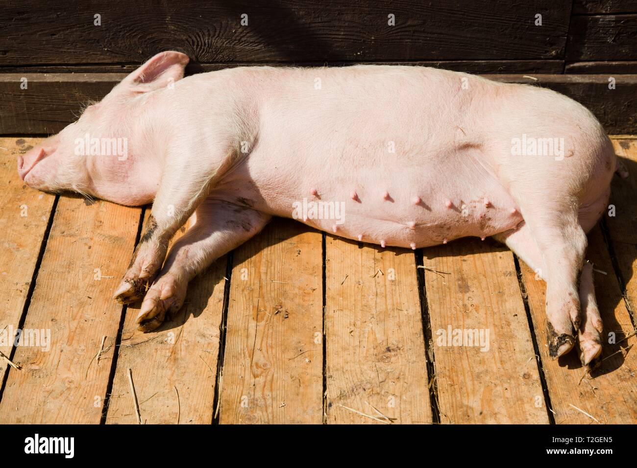 Kleines Schwein schlafen auf Holzbretter in der Halle auf bio Schweinezucht Bauernhof während sonniger Tag. Stockfoto