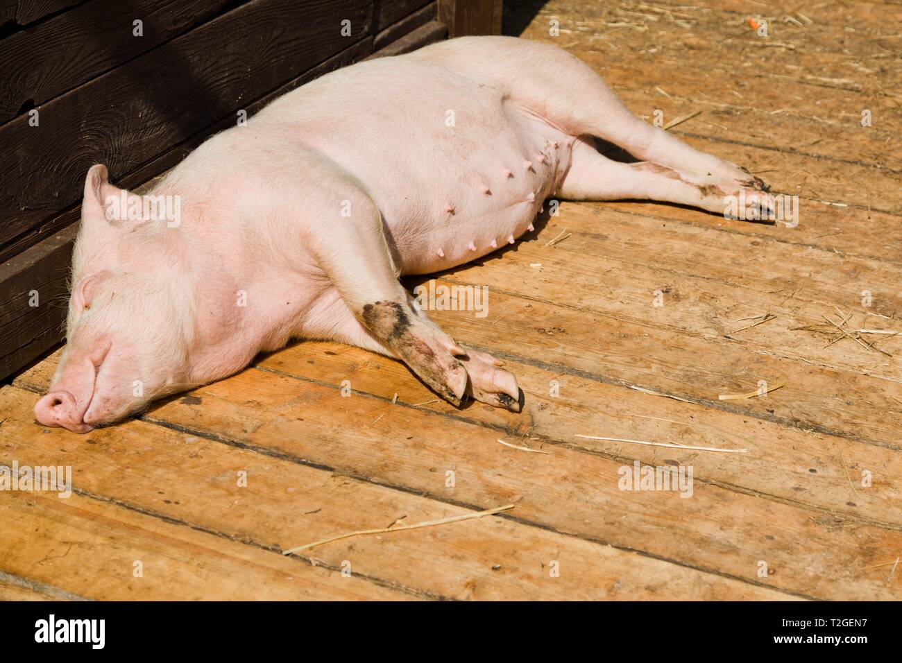 Kleines Schwein schlafen auf Holzbretter in der Halle auf bio Schweinezucht Bauernhof während sonniger Tag. Stockfoto