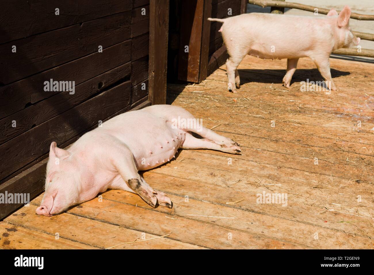Kleines Schwein schlafen auf Holzbretter in der Halle auf bio Schweinezucht Bauernhof während sonniger Tag, zweite Schwein im Hintergrund Stockfoto