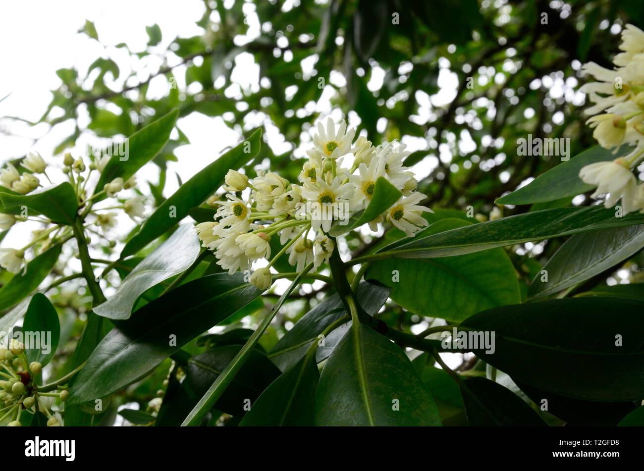 Drimys winteri Winter Rinde Winter zimt Cluster von kleinen sternförmigen Blüten Stockfoto