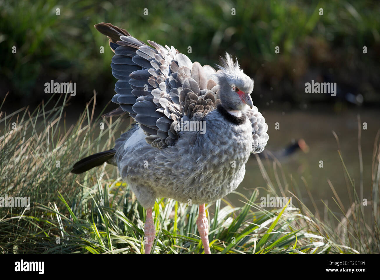 Crested screamer Sitzen auf einem Büschel Gras durch das Wasser Stockfoto