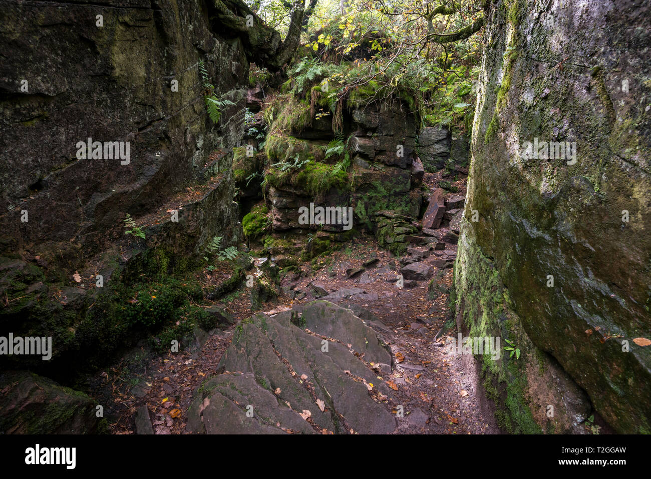 Luds Kirche, Gradbach, Staffordshire, England. Eine geheimnisvolle Rocky chasm in Wäldern in der Nähe der Kakerlaken. Stockfoto