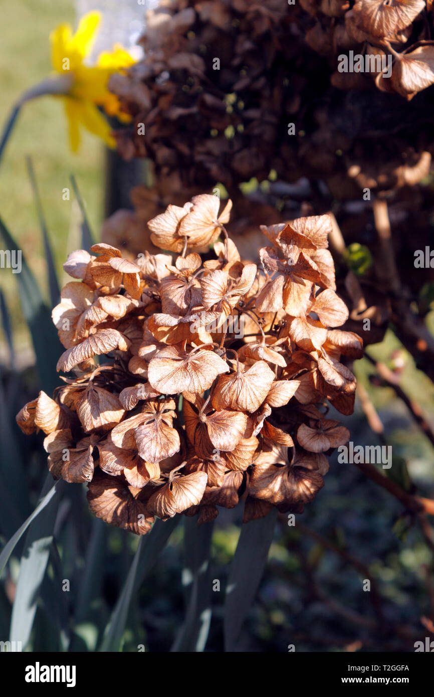HYDRANGEA MACROPHYLLA toten Blumen Stockfoto