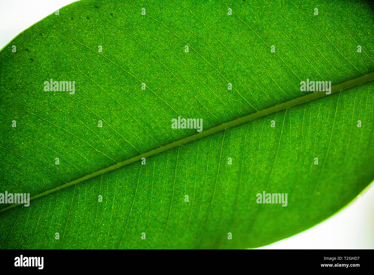 Makro Fotografie, close-up der grüne Oberfläche des Blattes Ficus benjamina (Weinen Bild, Benjamin Abb.). Eine natürliche Glasfenster. Foto durch das Sun Stockfoto