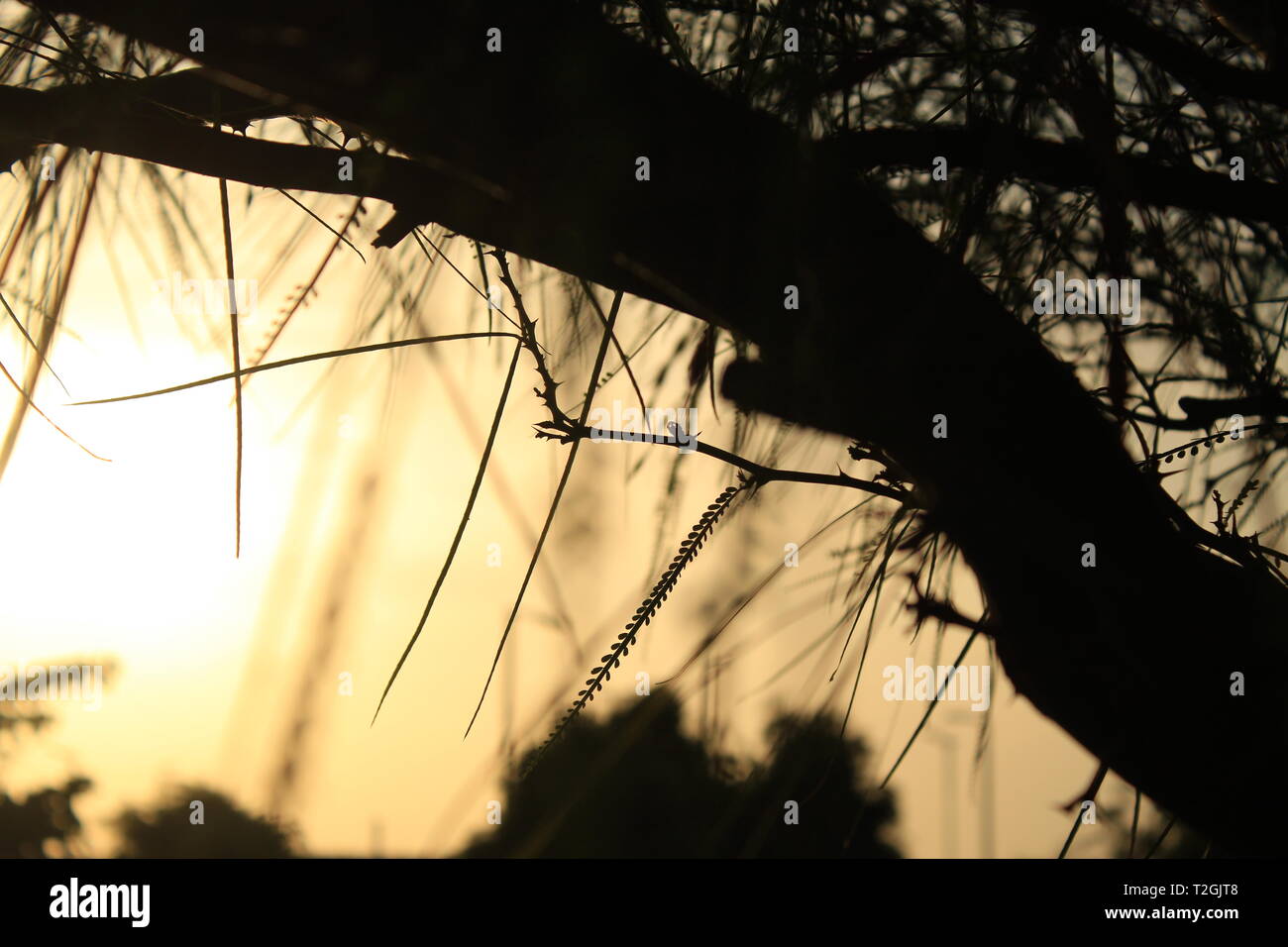 Holz- Baum Silhouette mit Blättern bei Sonnenuntergang. Natürliches Licht und Baum. Stockfoto