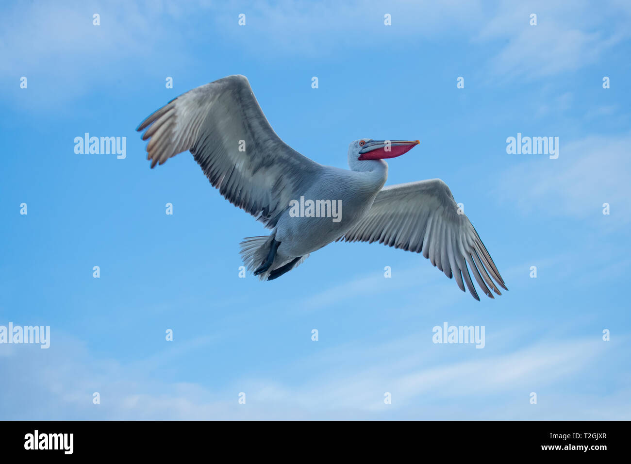 Dalmatiens Pelikane fliegen über See Kerkini Griechenland Stockfoto