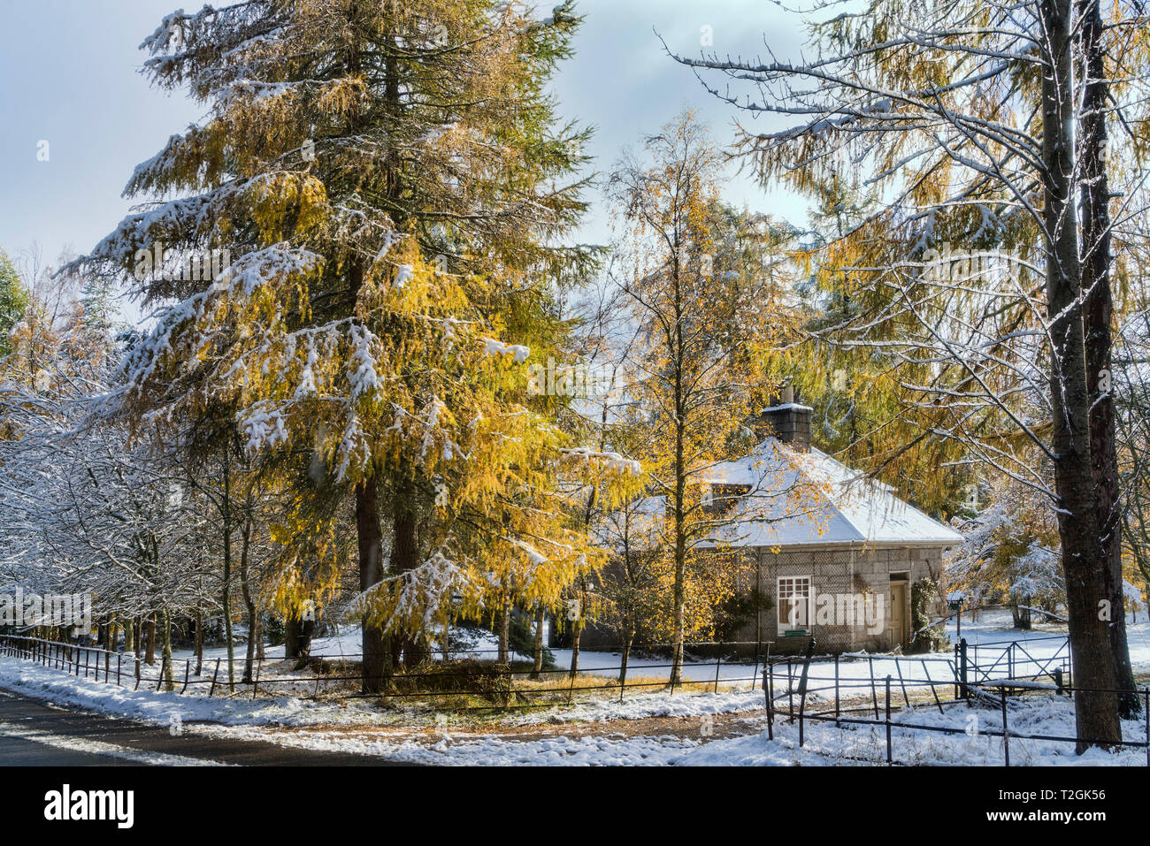 Verschneite Straße in der Nähe von Braemar, einer 93, Bäume, Winter Sonnenlicht, Aberdeenshire, Hochland, Schottland Großbritannien Stockfoto