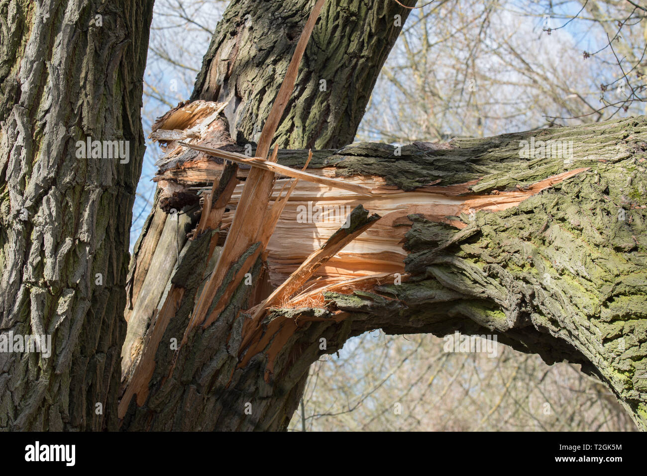 Gebrochene gefallen Trunk alte Pappel Stockfoto