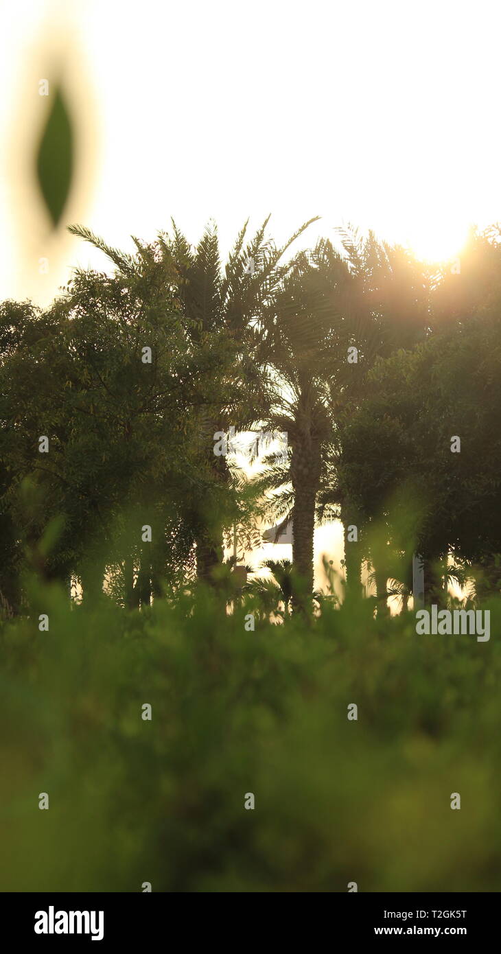 Palmen in öffentlichen Park in Saudi-Arabien Stockfoto
