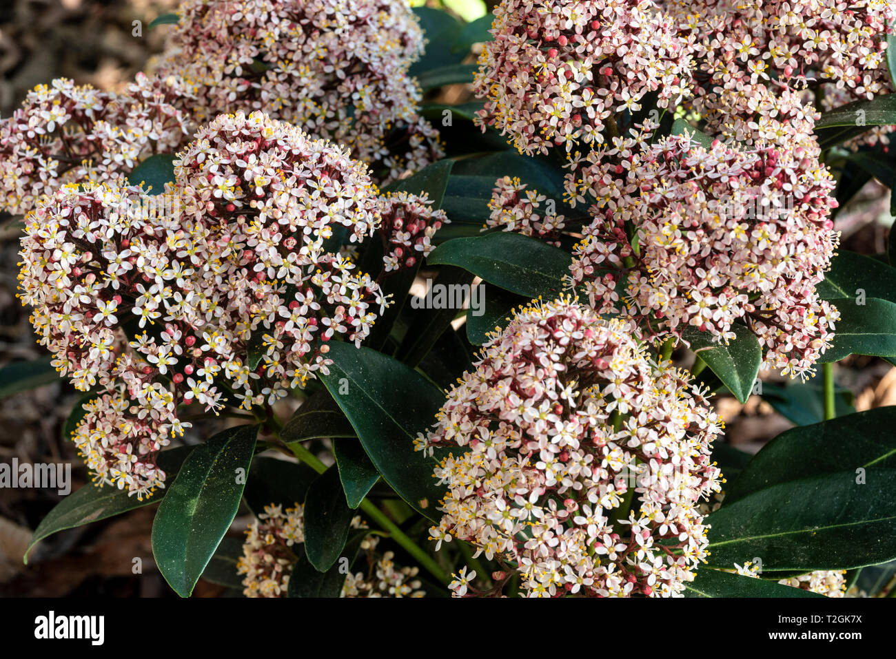 Skimmia japonica Rubella, Blüte im Frühjahr mit duftenden Blüten. Stockfoto