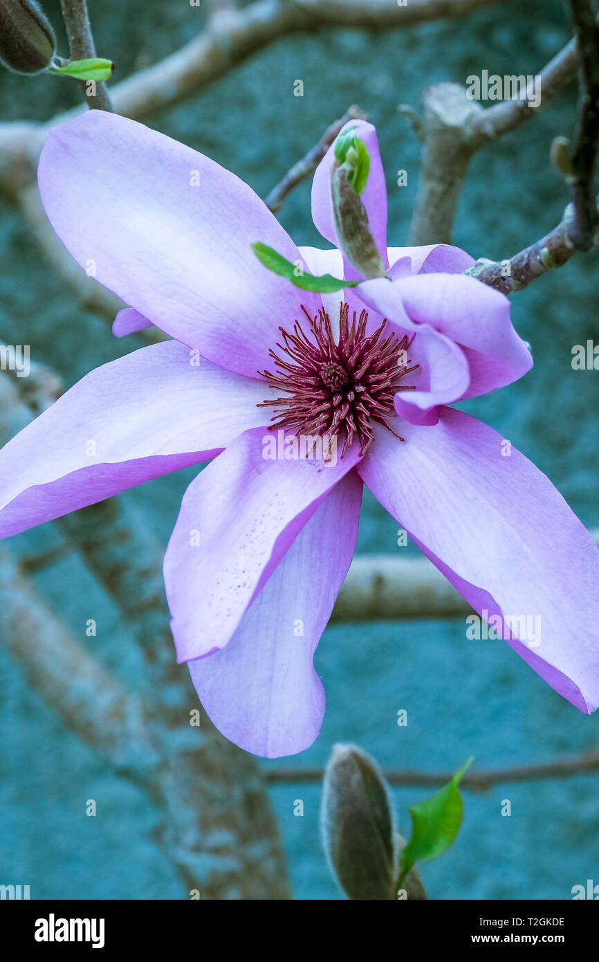 Die herrlichen Blumen einer Magnolia. Stockfoto