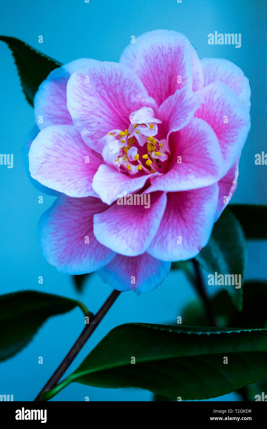 Cammellia japonica 'Ihr'. Stockfoto