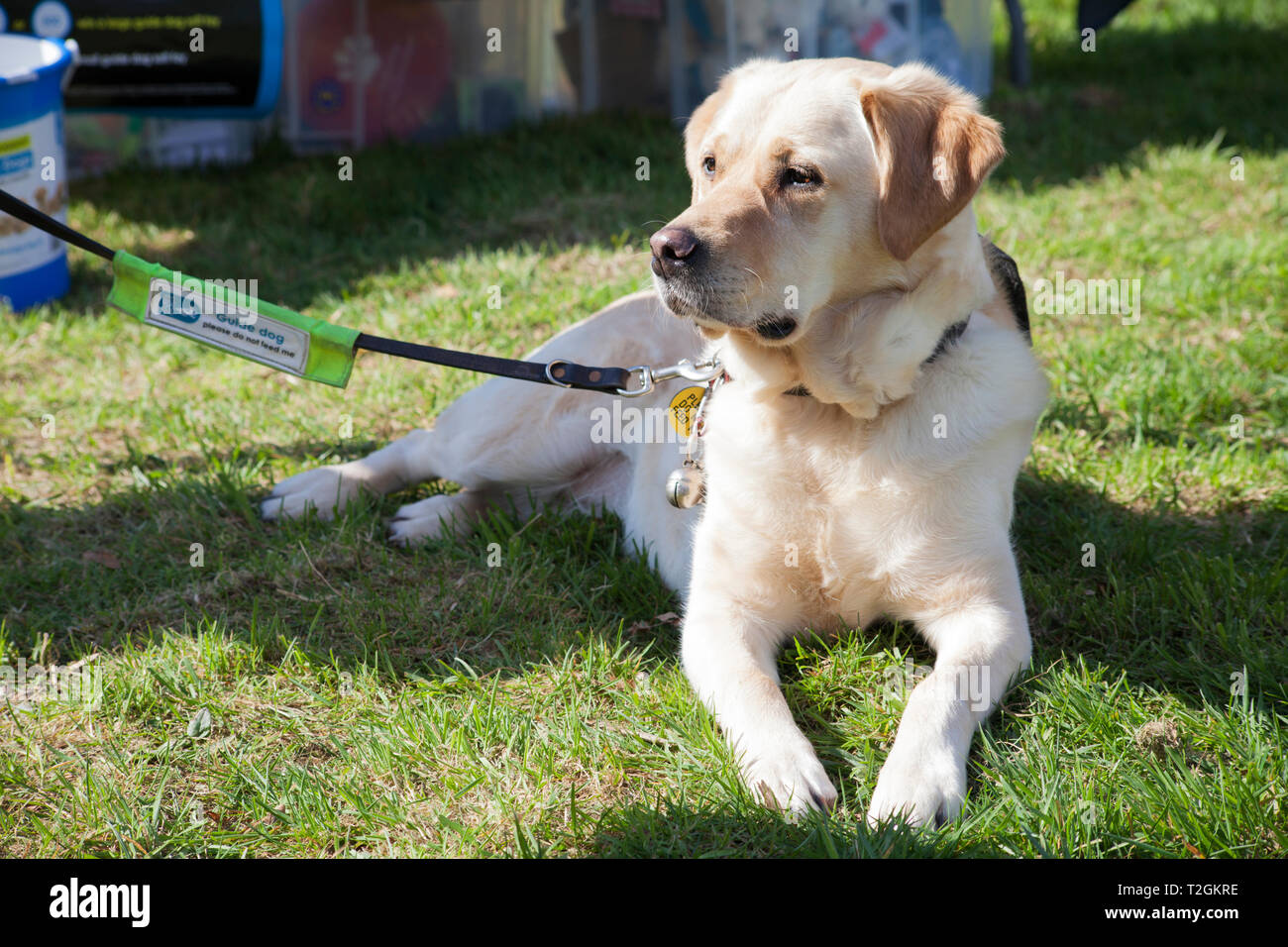 Golden Labrador als Blindenhund für Blinde an der Hundeausstellung in Helensburgh, Schottland Stockfoto