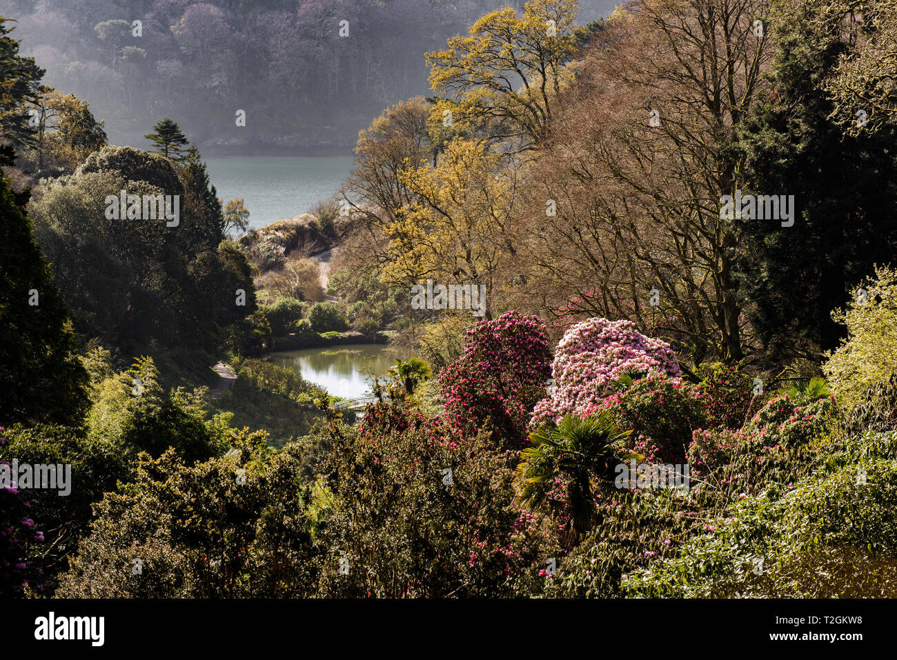 Trebah Garden in Mawnan Smith in Cornwall. Stockfoto