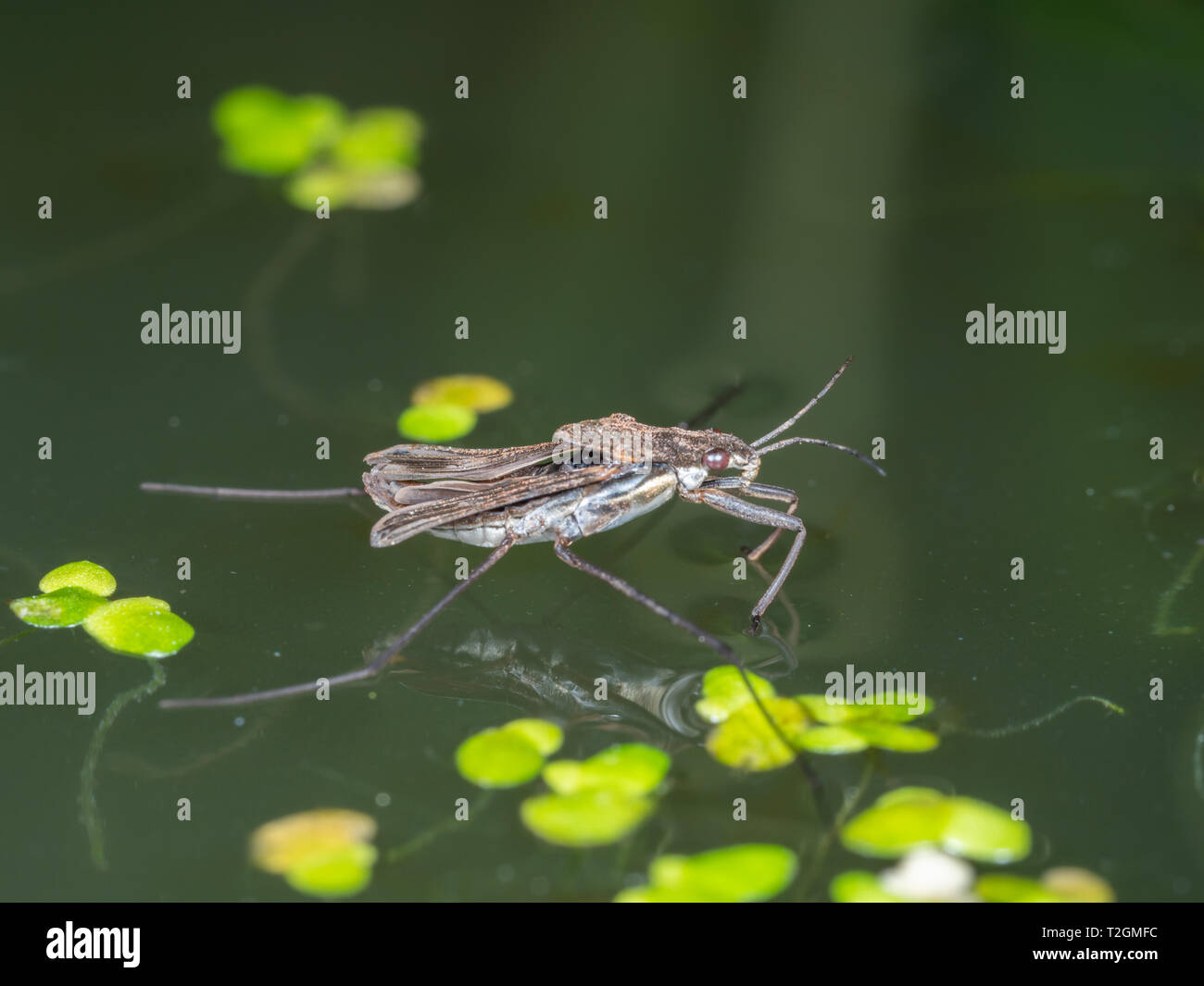 Wasser Strider, Wasser Skeeter, Wasser bug, Teich Skater, Wasser Skipper, Jesus Fehler Stockfoto