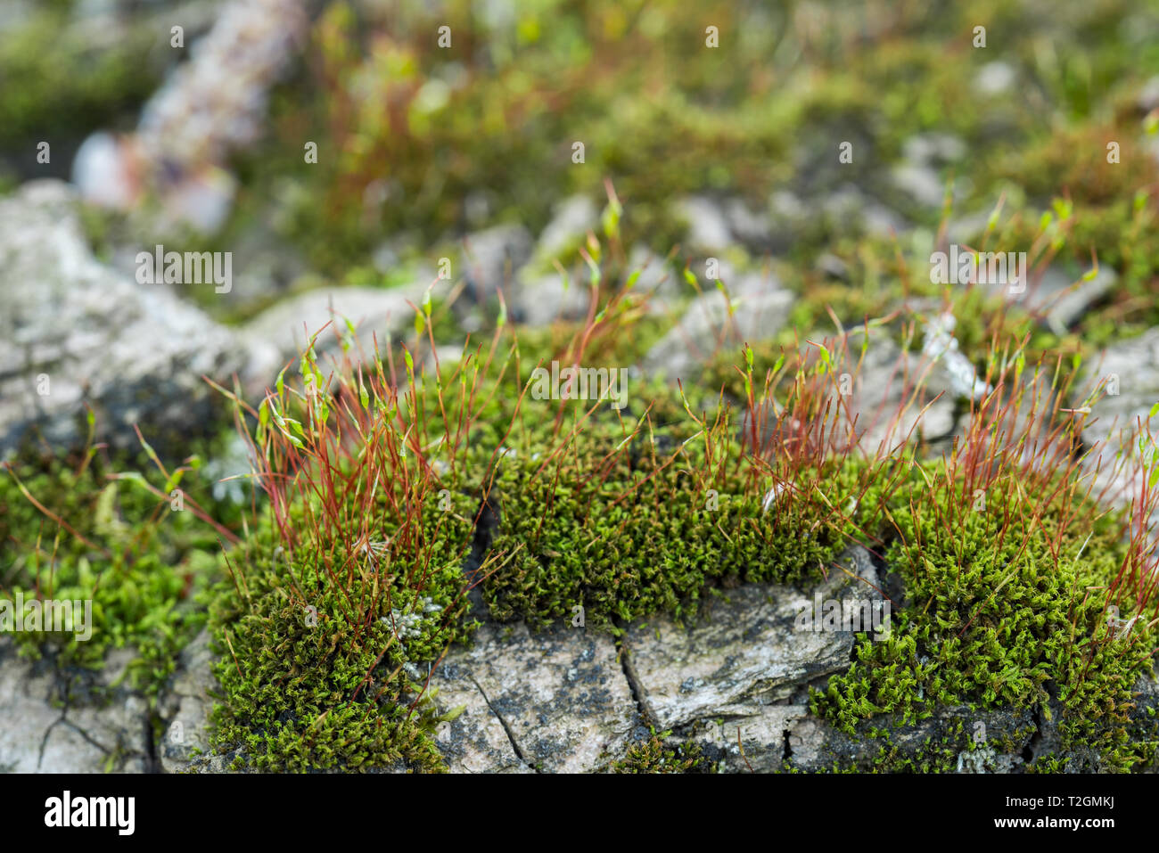 Moss sprophytes auf baumrinde Makro slective Fokus Stockfoto
