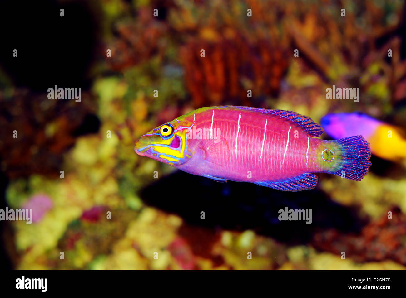Geheimnis Lippfisch Fisch - (pseudocheilinus Ocellatus) Stockfoto
