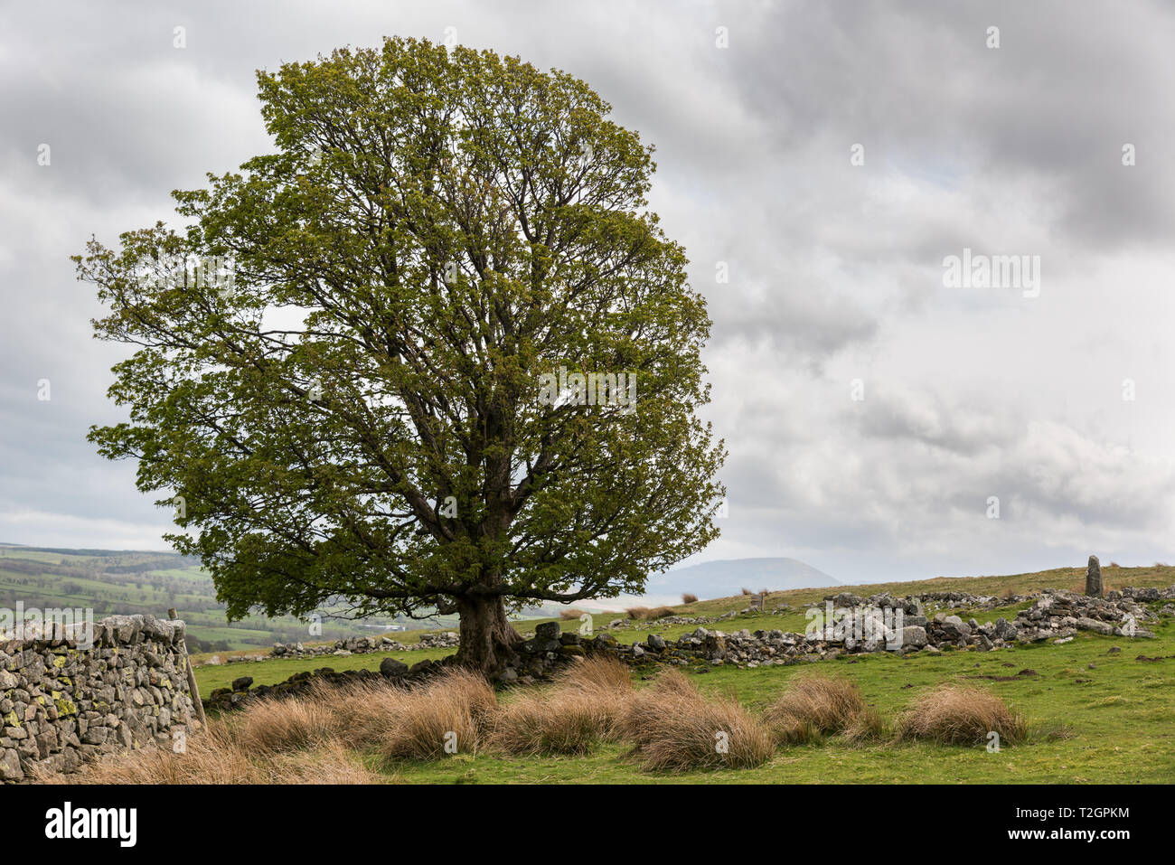 Ein einsamer Baum in der Landschaft in der Nähe von Ullswater im nördlichen Teil des englischen Lake District. Es handelt sich um einen bewölkten Tag im Frühling und die Tre Stockfoto