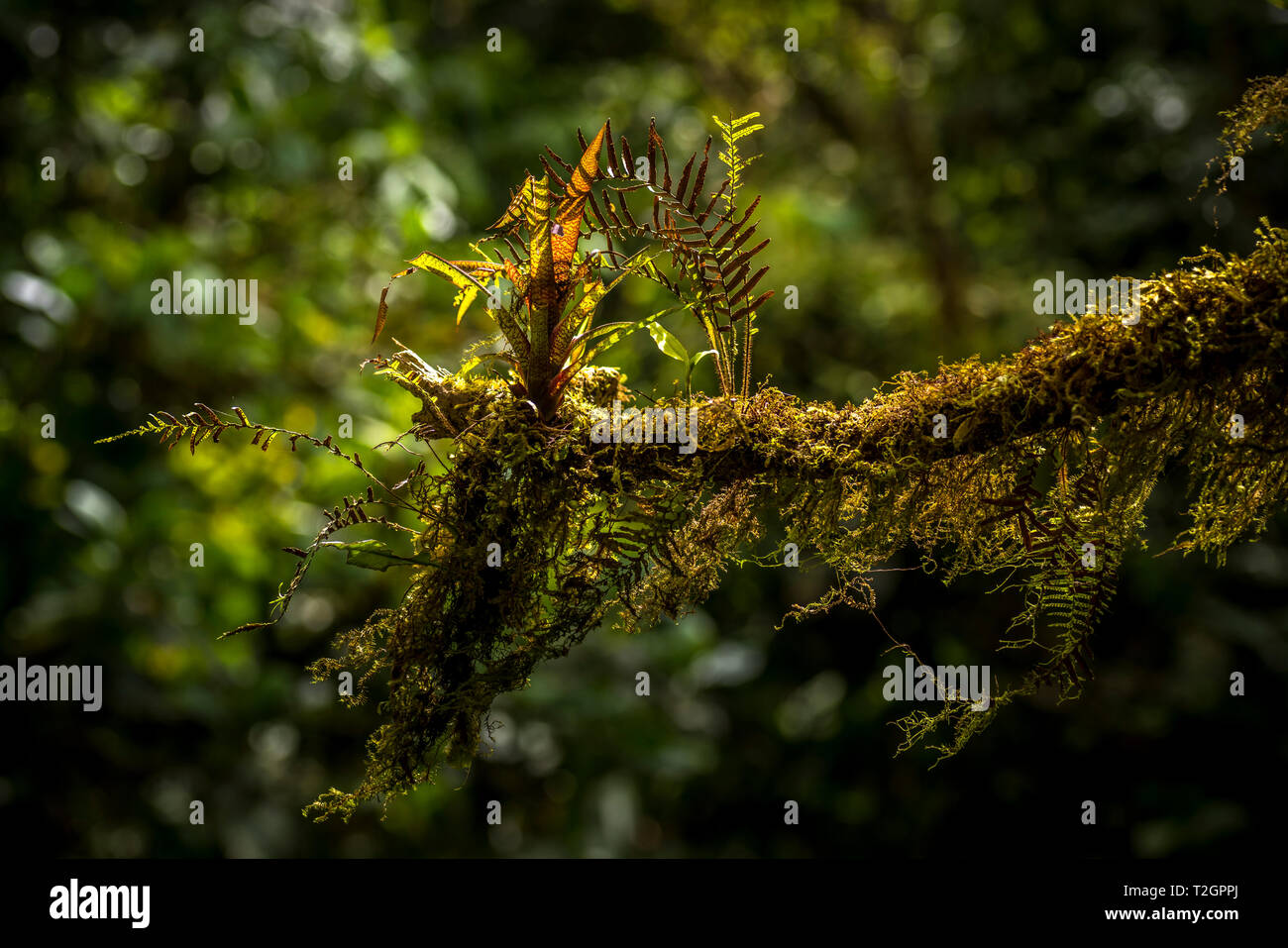Blumen und Pflanzen aus Panamas Regenwald Stockfoto