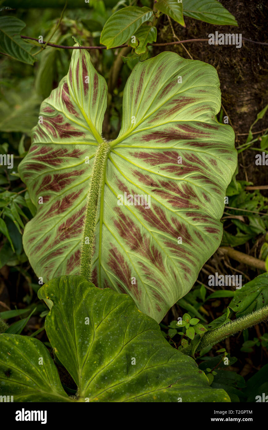 Blumen und Pflanzen aus Panamas Regenwald Stockfoto