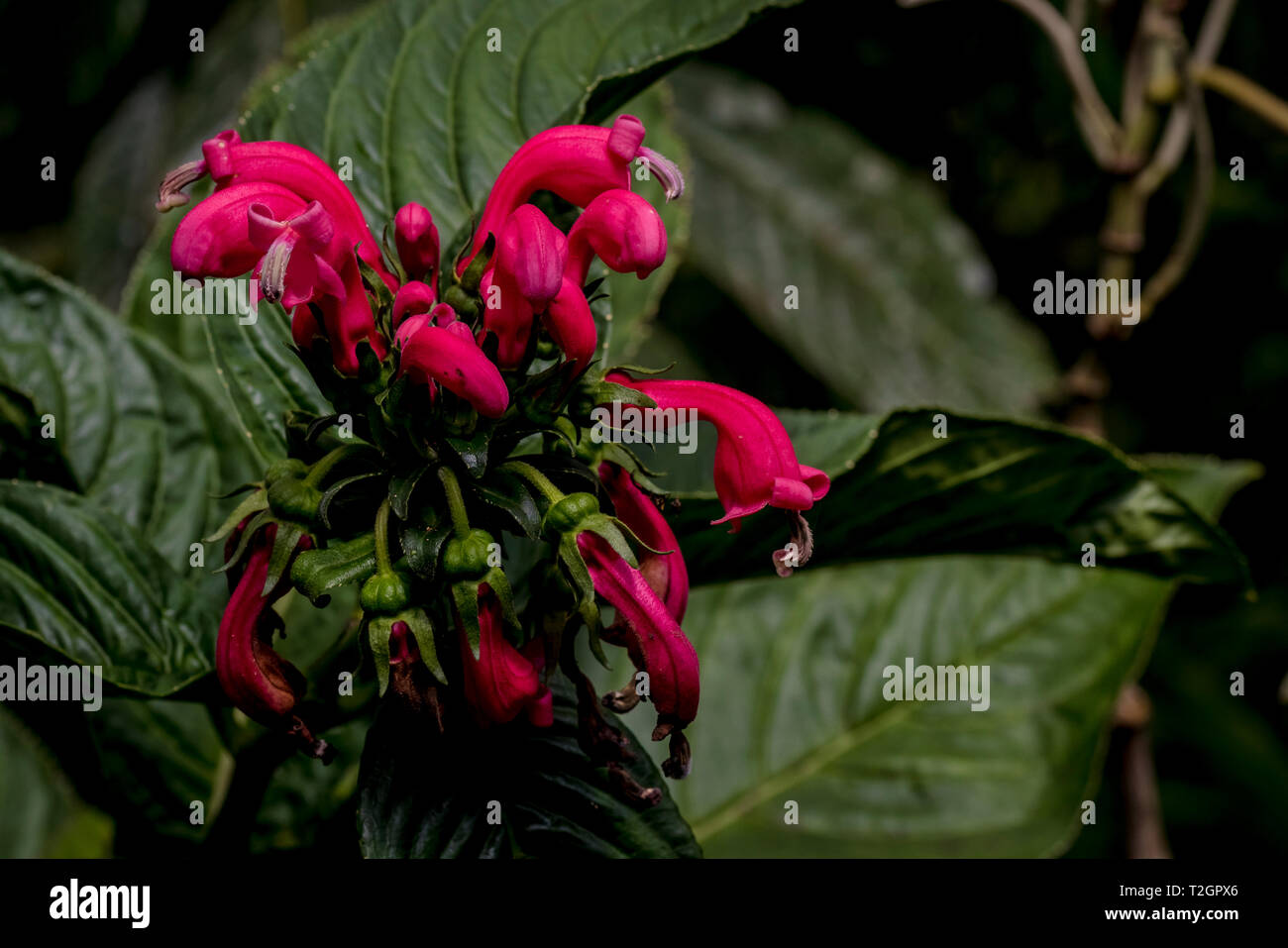 Blumen und Pflanzen aus Panamas Regenwald Stockfoto