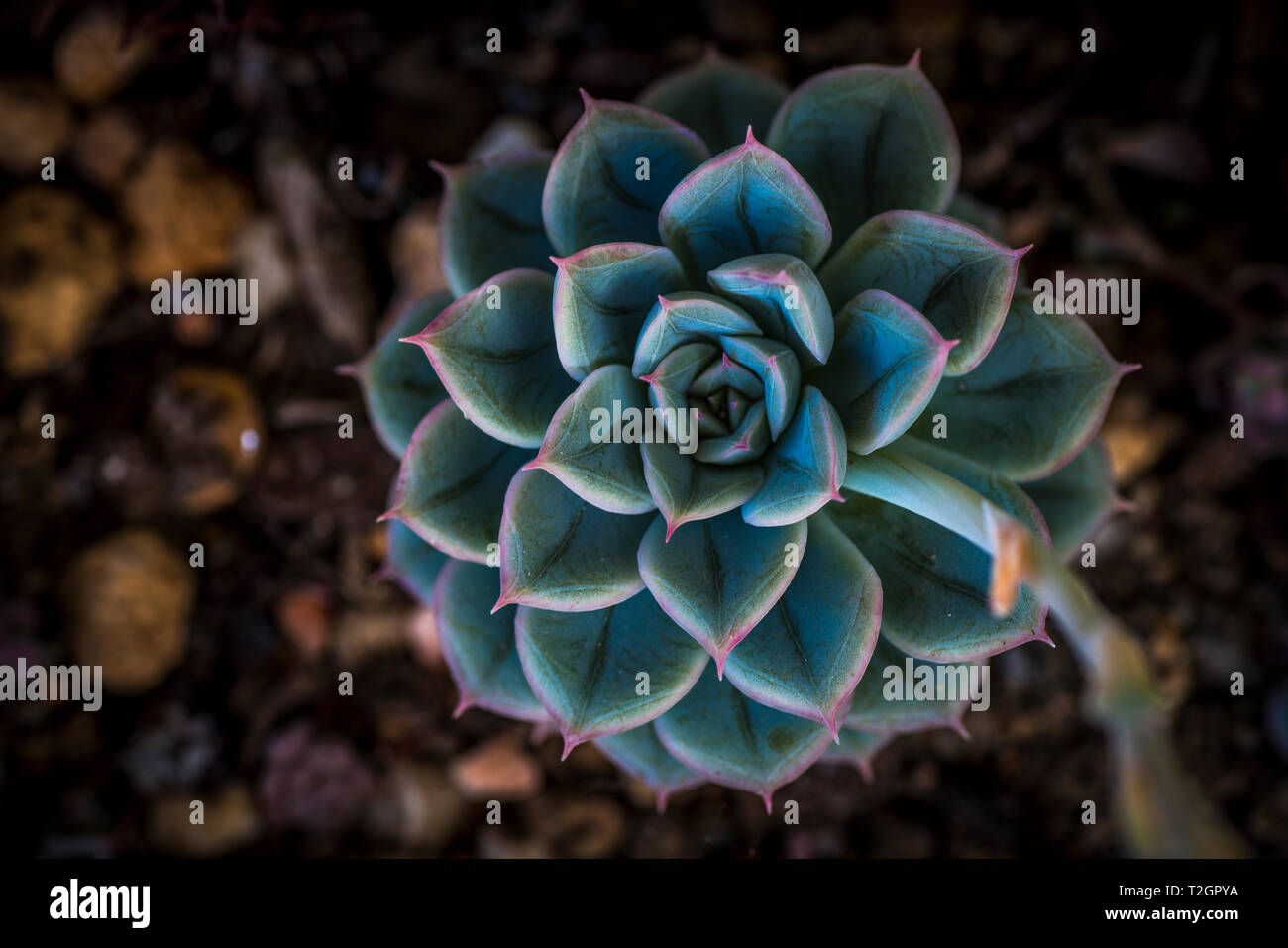 Sukkulente pflanze Rose Kohl Stockfoto