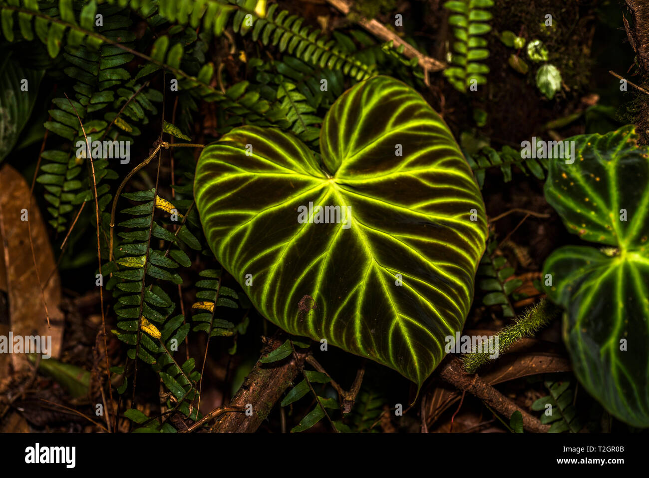 Big leaf glühende im Schatten des Panamas Regenwald Stockfoto