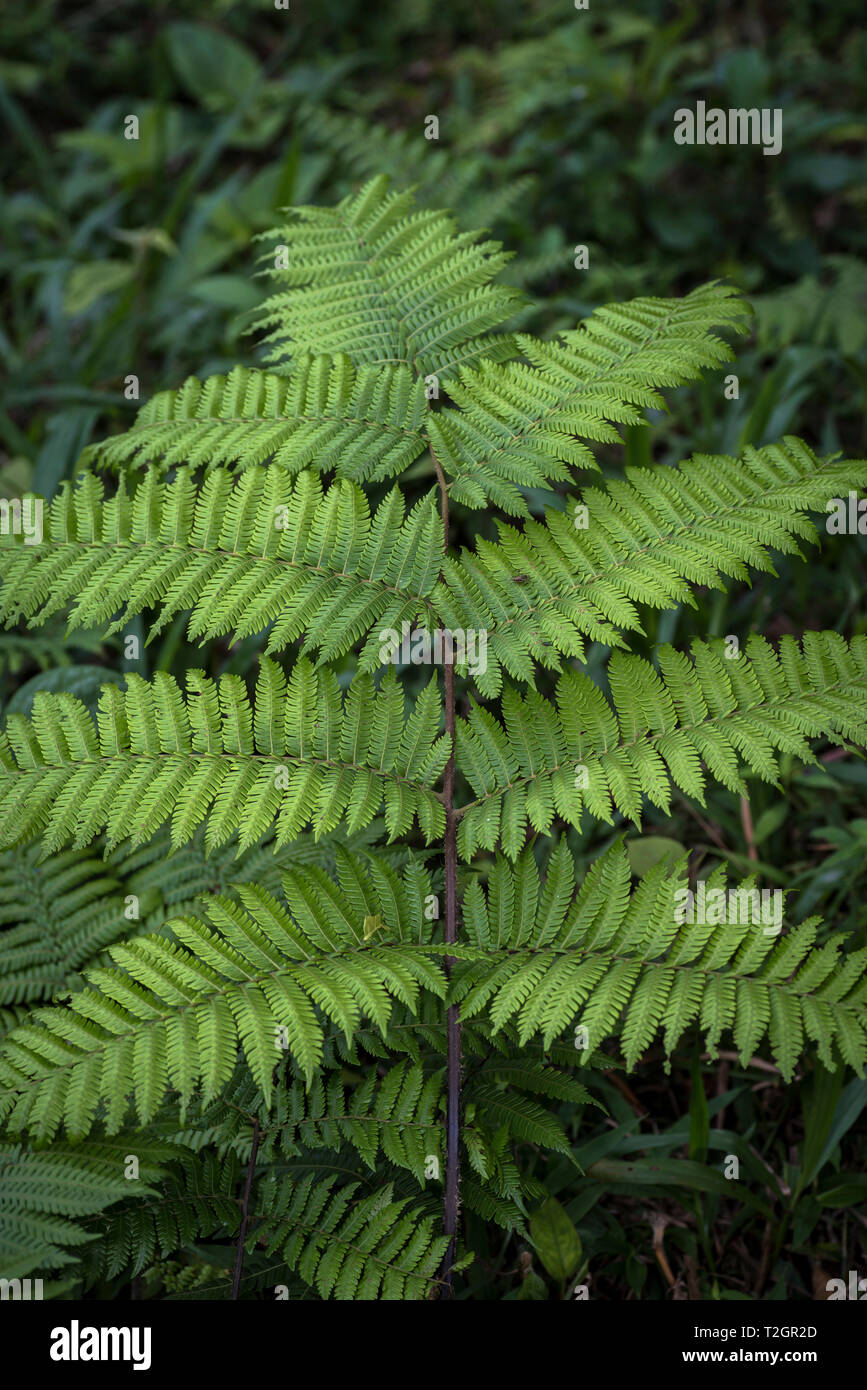 Farn Blätter in Panamas Regenwald Stockfoto