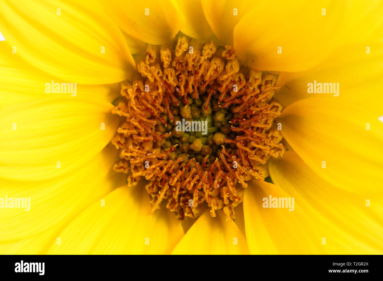 Gelbe Blume Makro Nahaufnahme Foto detail. Sonnenblume close-up Details der Sunflower disk und die Blume Ray. Konzept für Sommer, Sonne, Sonnenschein und Stockfoto