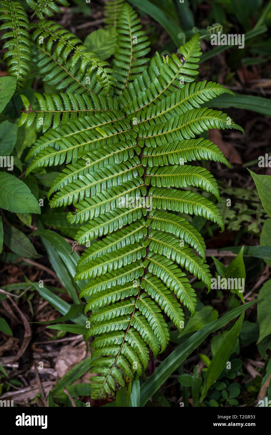 Farn Blätter in Panamas Regenwald Stockfoto