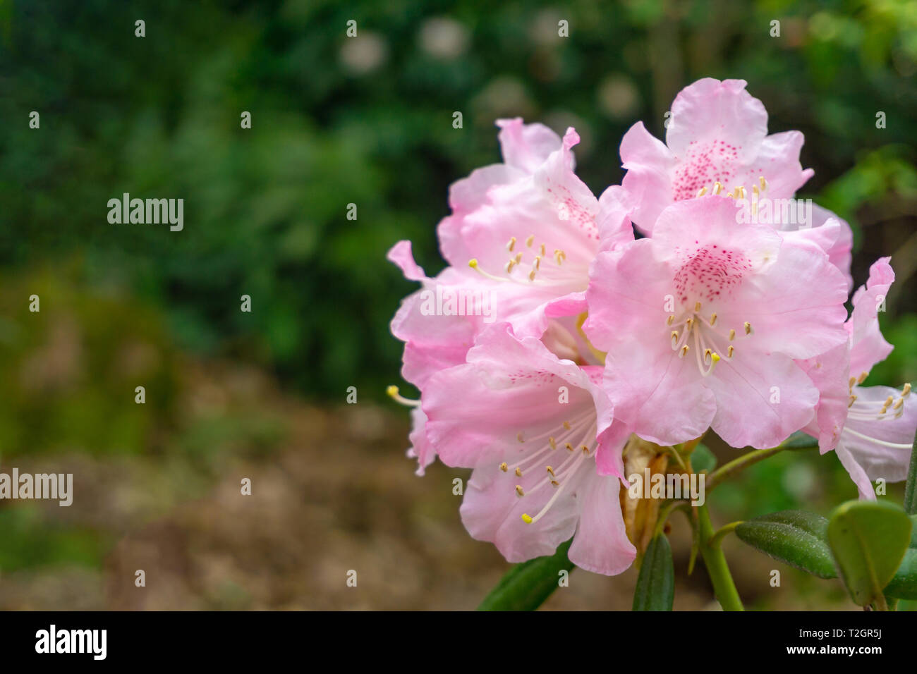 Nahaufnahme einer Blte rosa Rhododendron (Ericaceae) im Frhjahr. Anzeigen  einer blhenden Rhododendron hirsutum Blume Stockfotografie - Alamy