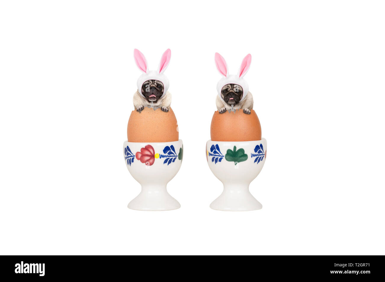 Zwei süße Ostern Mops hunde, sitzen in Eiern in ei-Cup, auf weißem Hintergrund Stockfoto