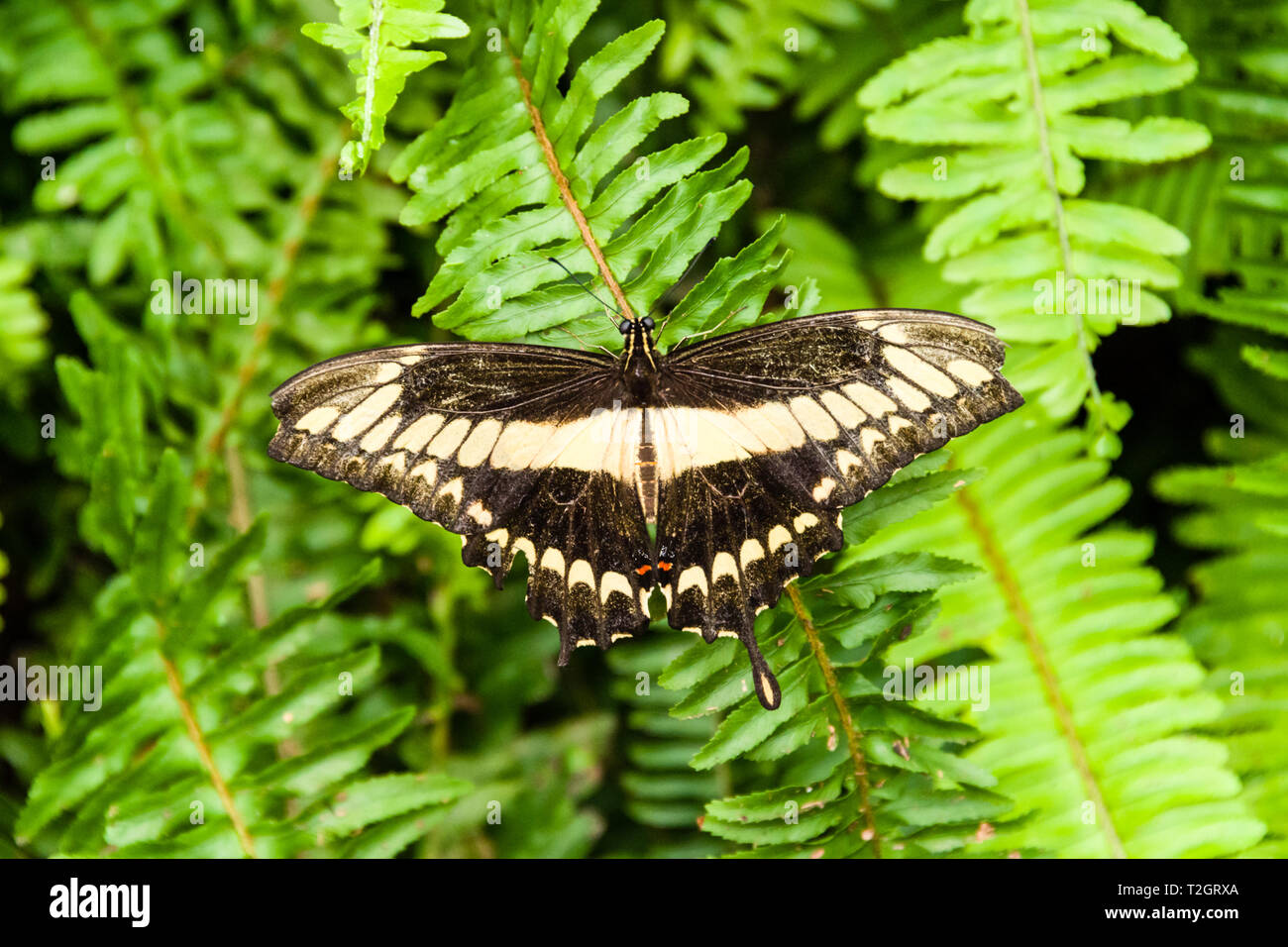 Schwalbenschwanz-Schmetterling Stockfoto