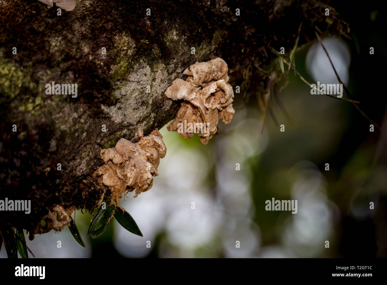 Blumen und Pflanzen aus Panamas Regenwald Stockfoto