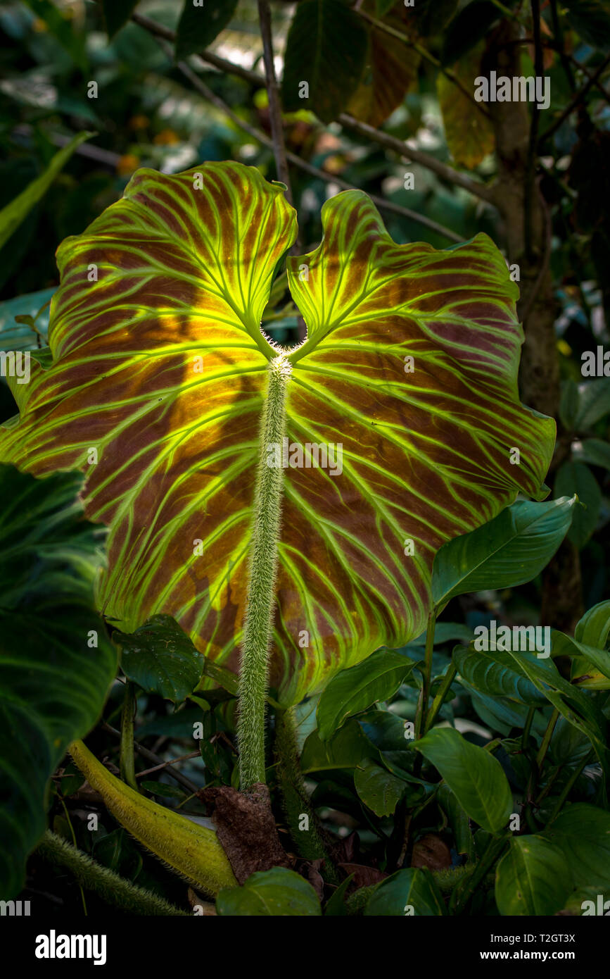 Große Blätter in den Schatten der Panamas Regenwald Stockfoto