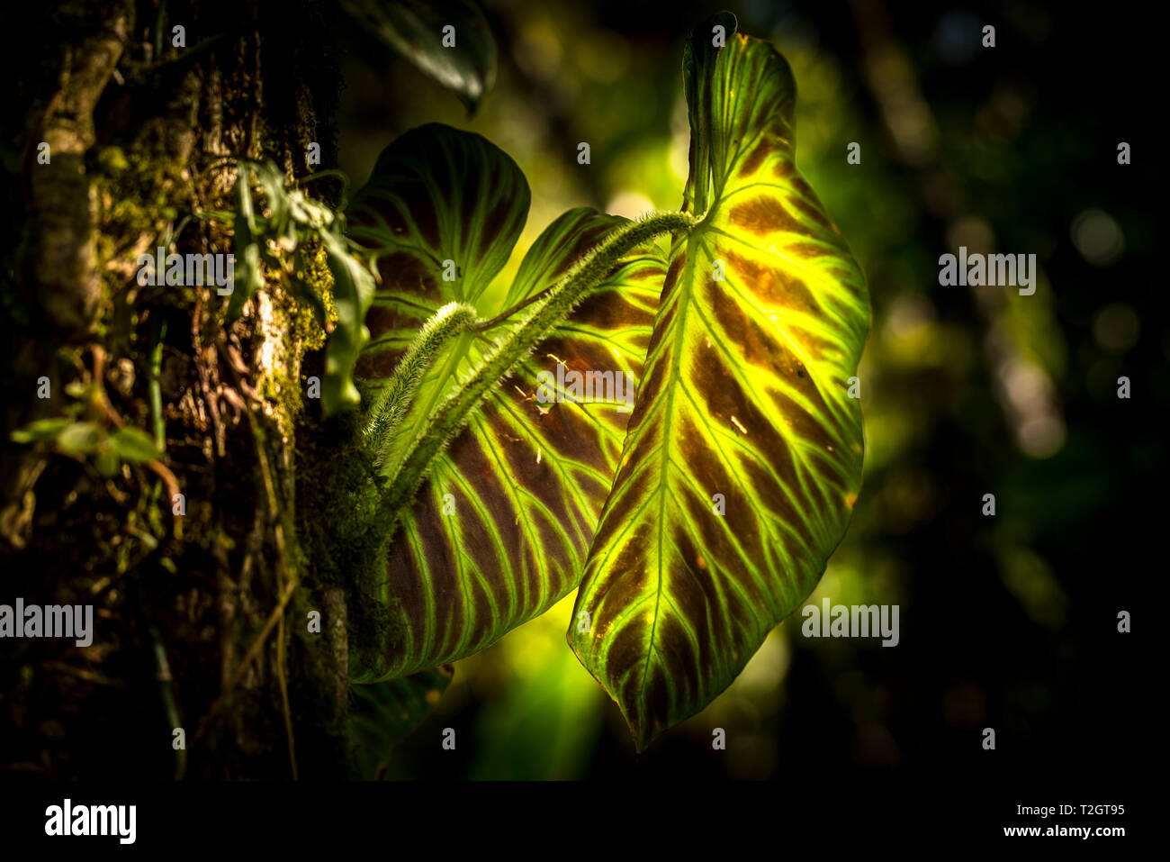 Große Blätter in den Schatten der Panamas Regenwald Stockfoto