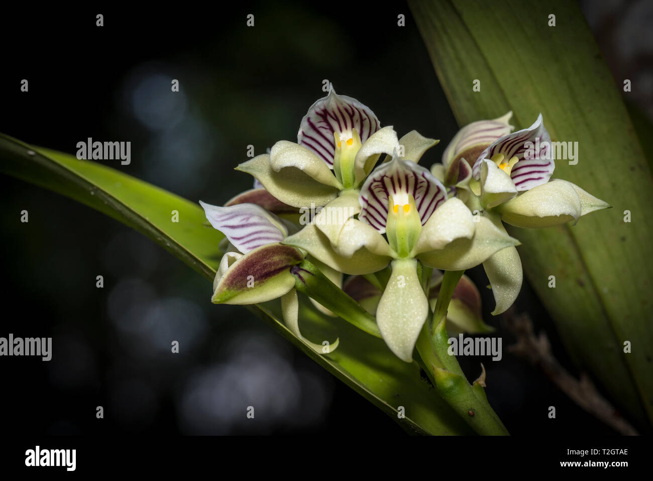 Anacheilum Ionophlebium Orchideen Stockfoto