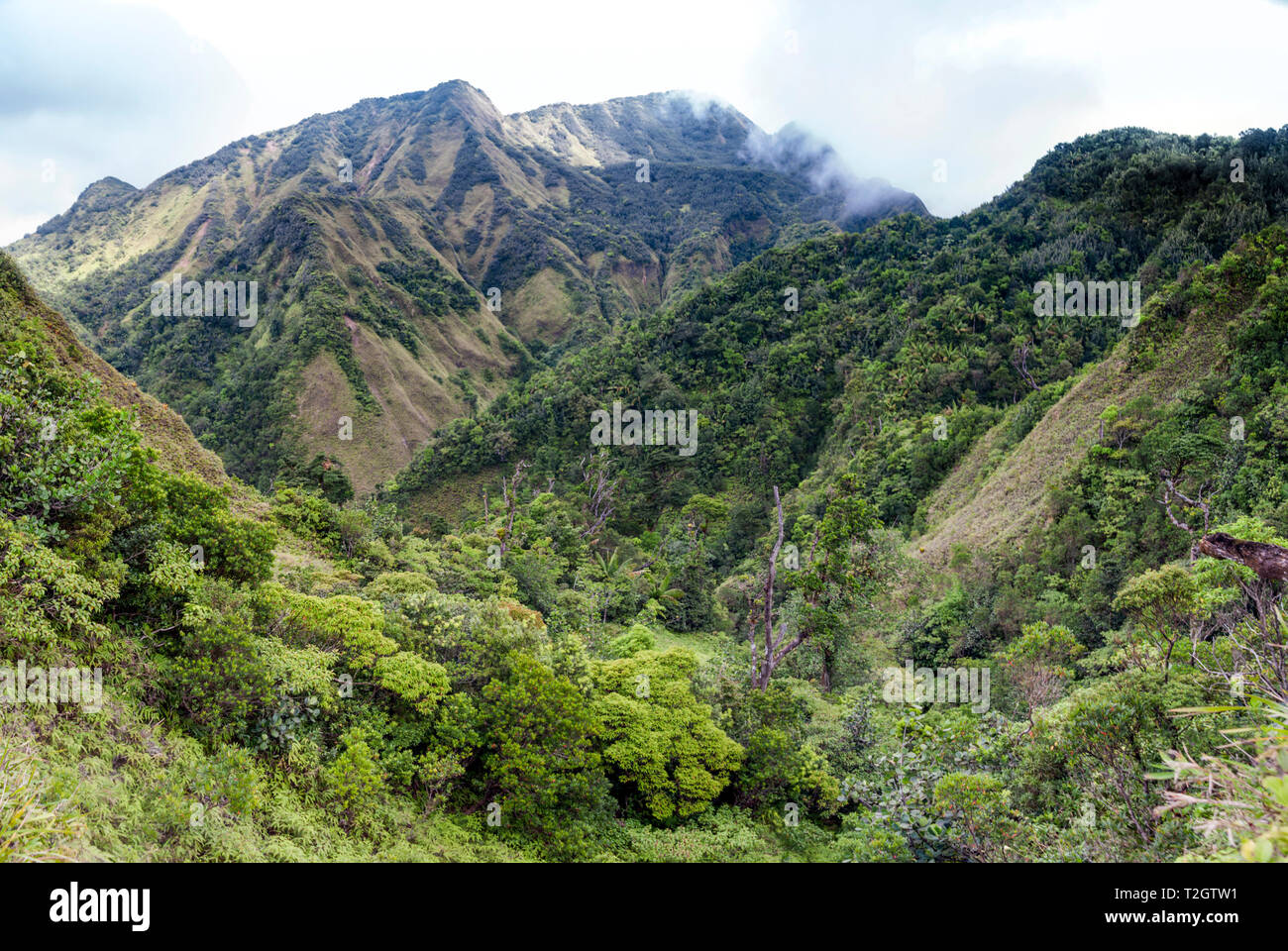 Tropical montane Regenwald auf steilen vulkanischen Tuffen. Morne Trois Pitons Nationalpark Dominica. Stockfoto