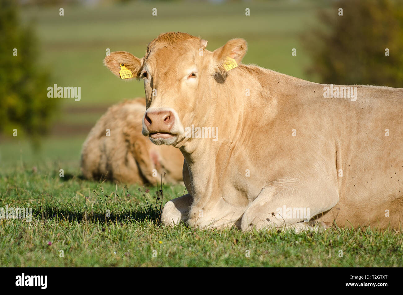 Ruhende Kuh Stockfoto