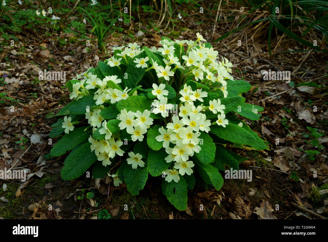 Primel Pflanze in Blüte. Stockfoto