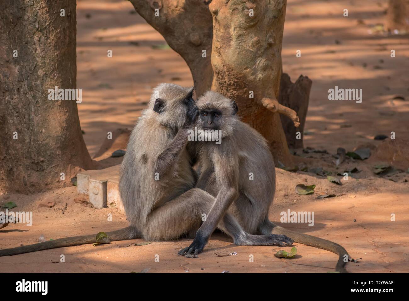 Langur affe Flüstern in anderen Ohren. Stockfoto