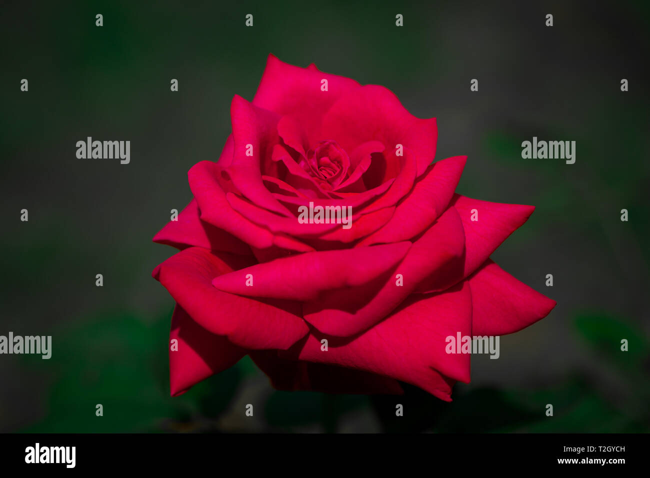 Wunderschöne rote Rose mit Tautropfen auf dunkelgrünem Hintergrund Stockfoto