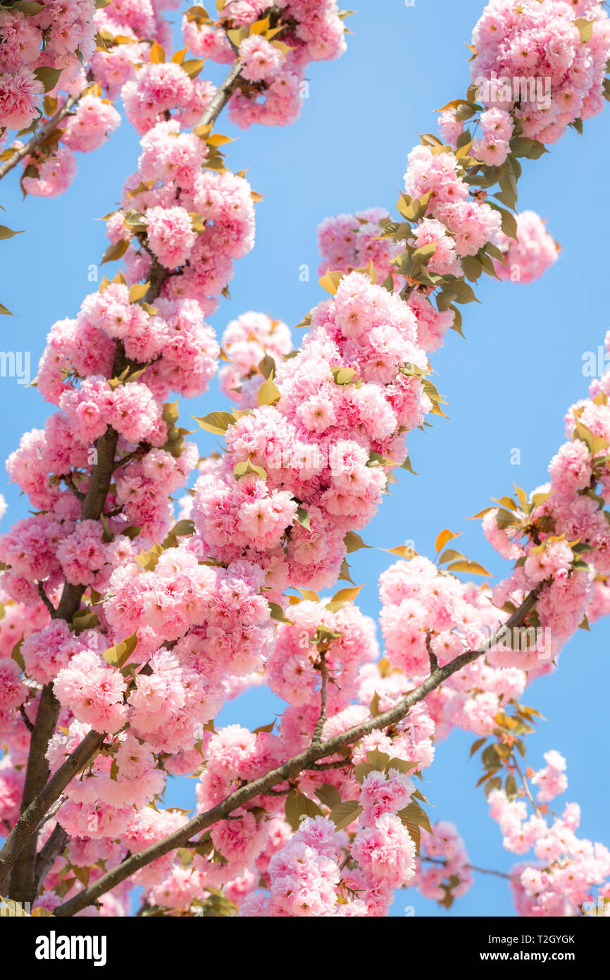 Schönen blühenden Kirschbaum mit zarten Terry Blumen. Rosa blühende Zweige der Japanische Kirsche Prunus serrulata Kanzan Stockfoto