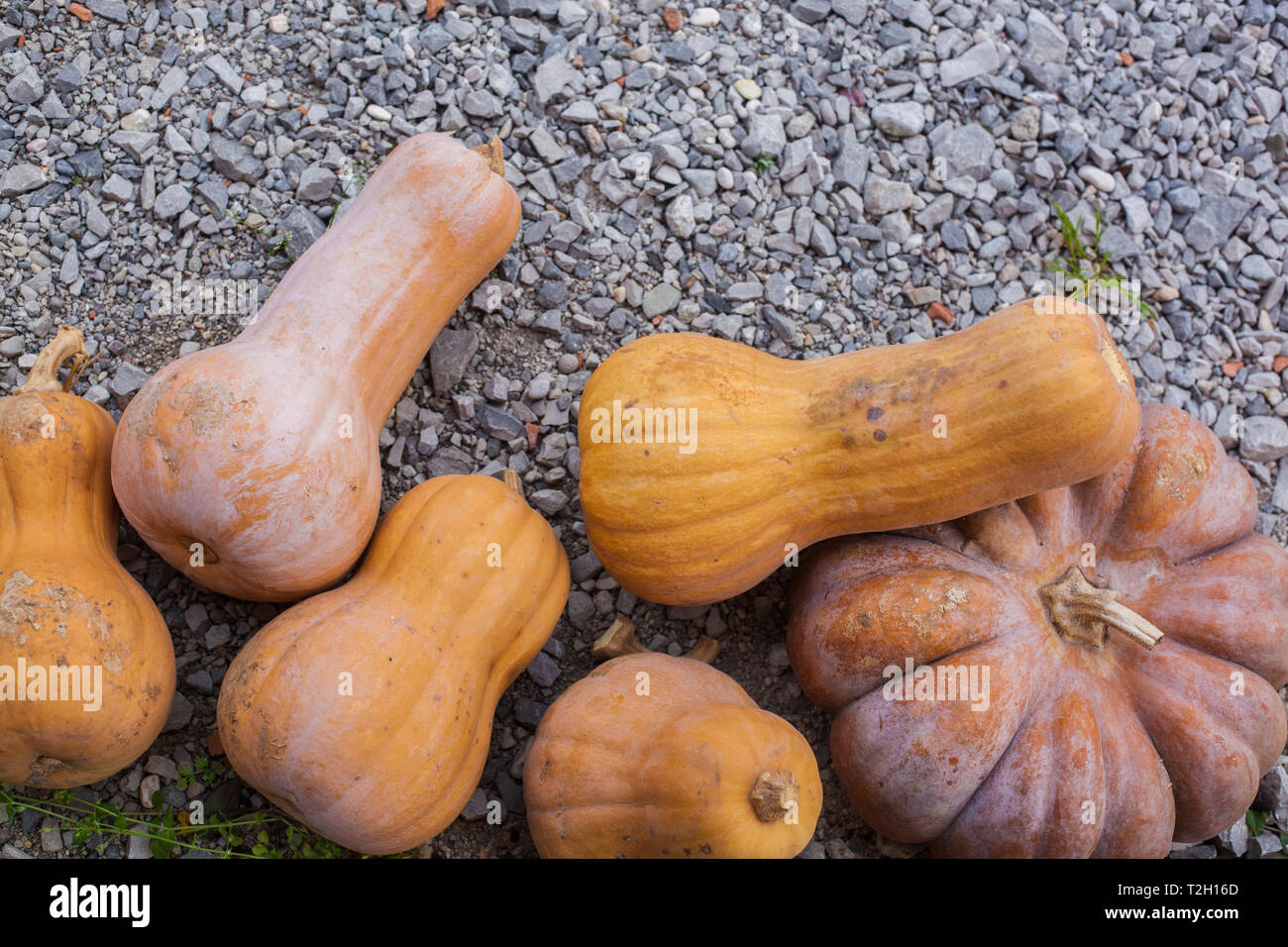 Fünf orange Kürbisse auf dem Boden Stockfoto