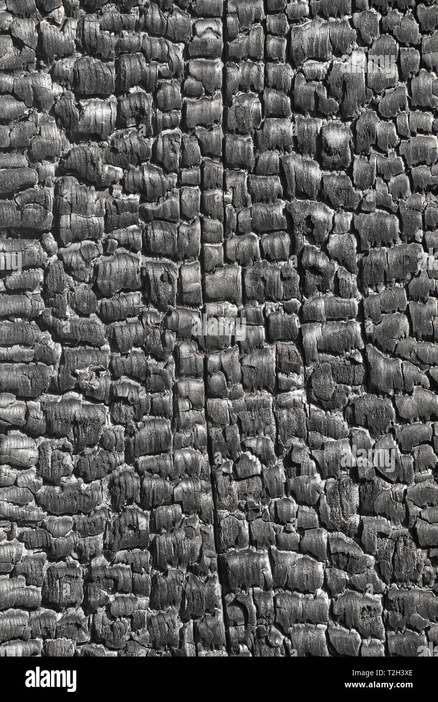 Oberfläche Holz verbrannt, Textur Kohle, brennen Hintergrund. Stockfoto
