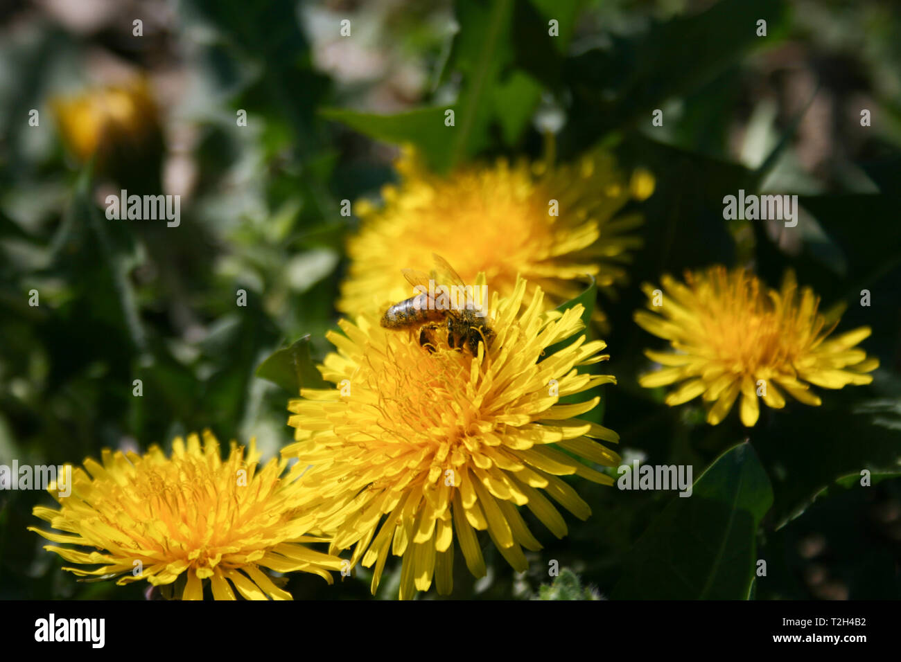 In der Nähe von Biene bestäubt gelbe Blume, Löwenzahn in einer grünen Wiese im Frühjahr Stockfoto