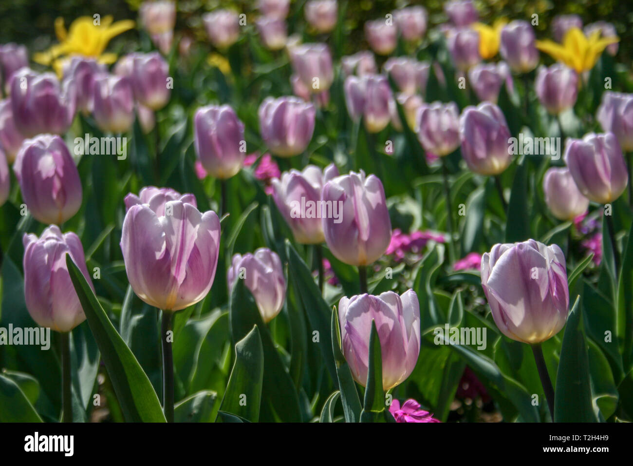 Schön Gelb, Violett und Weiß Tulpen mit grünen Blättern, unscharfen Hintergrund in der Tulpen Feld oder im Garten auf der Feder Stockfoto