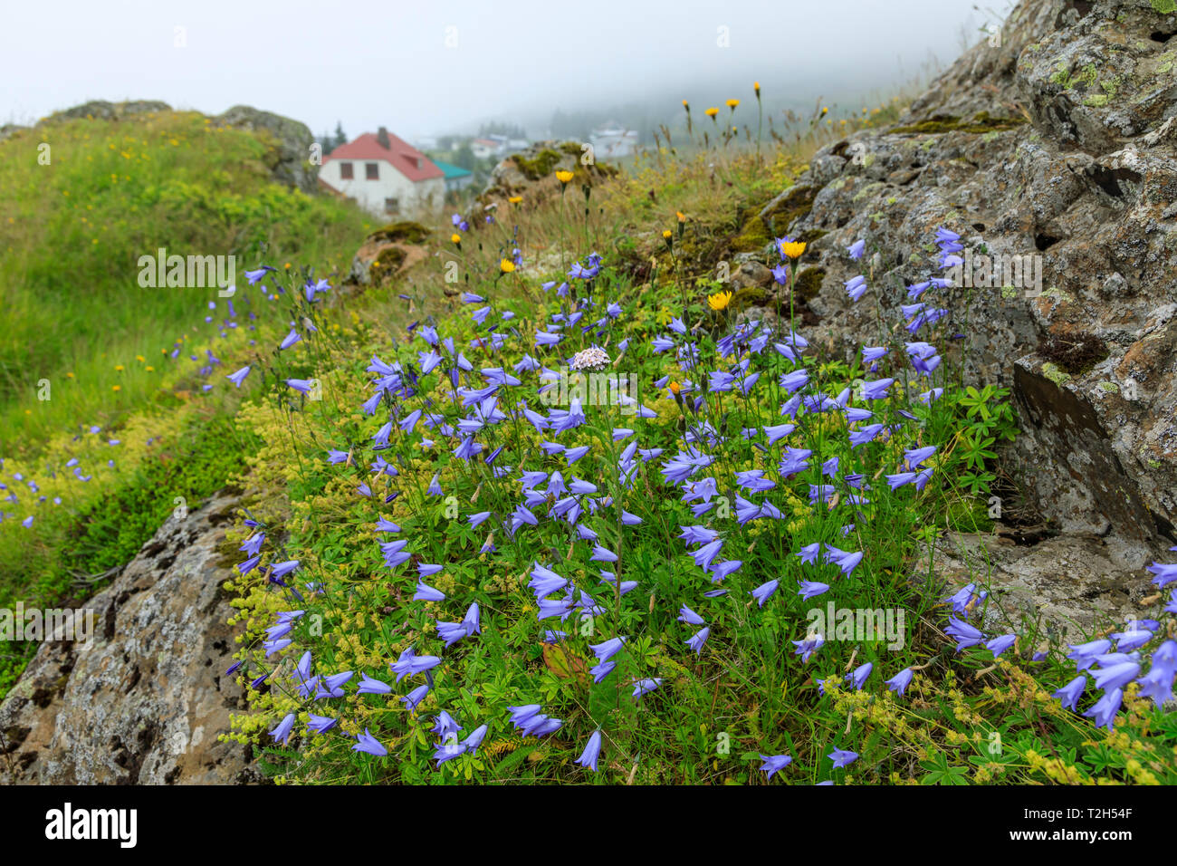 Lila Wildblumen auf Rock von Vopnafjordur, Island, Europa Stockfoto