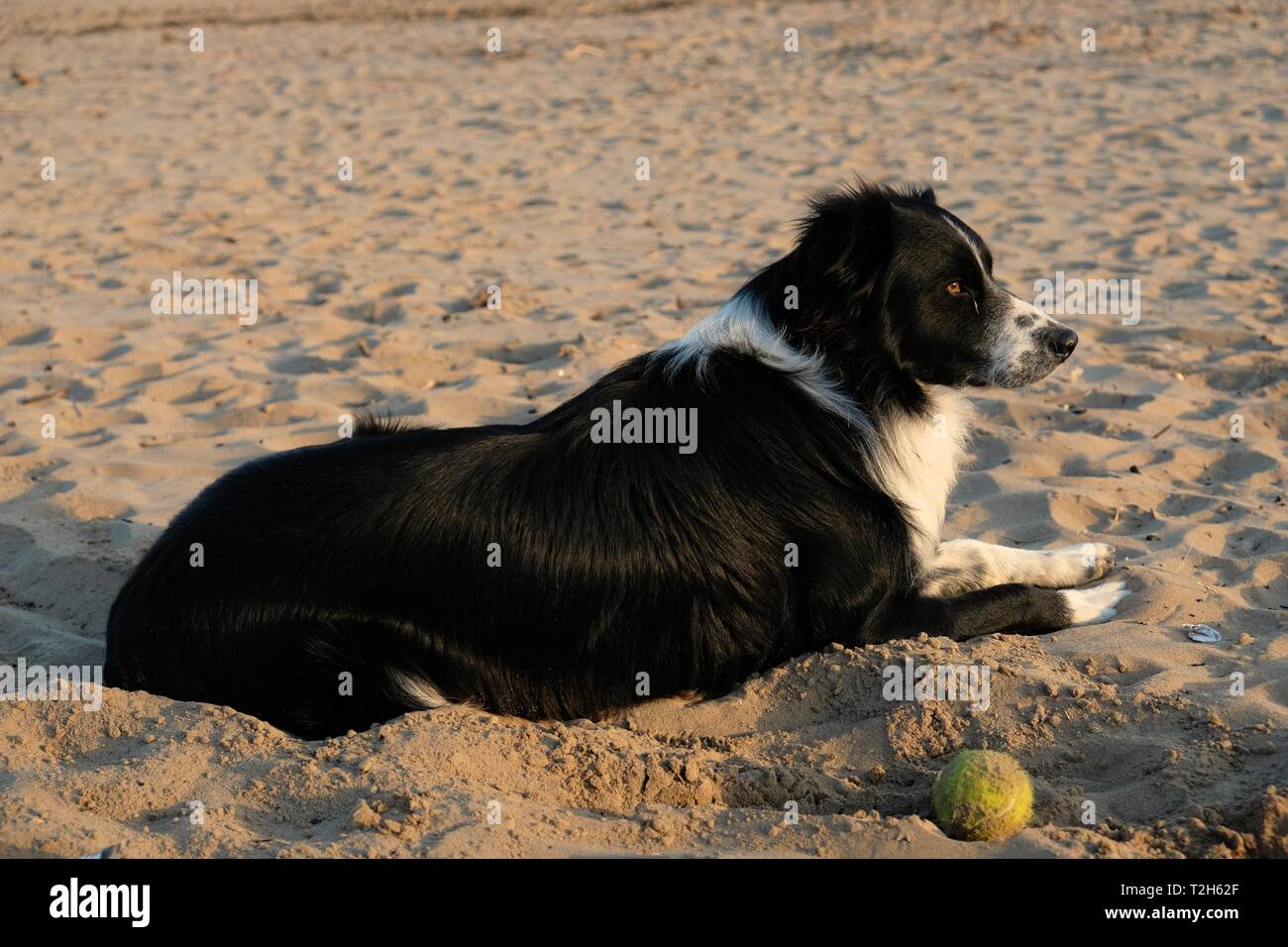 Hund liegend am Strand nach dem Ball spielen Stockfoto