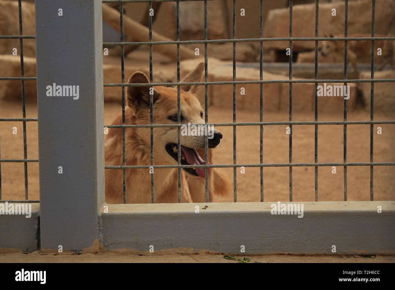 Trauriger Wolf oder Hund gefangen und in einem Käfig in einem Zoo gefangen Stockfoto